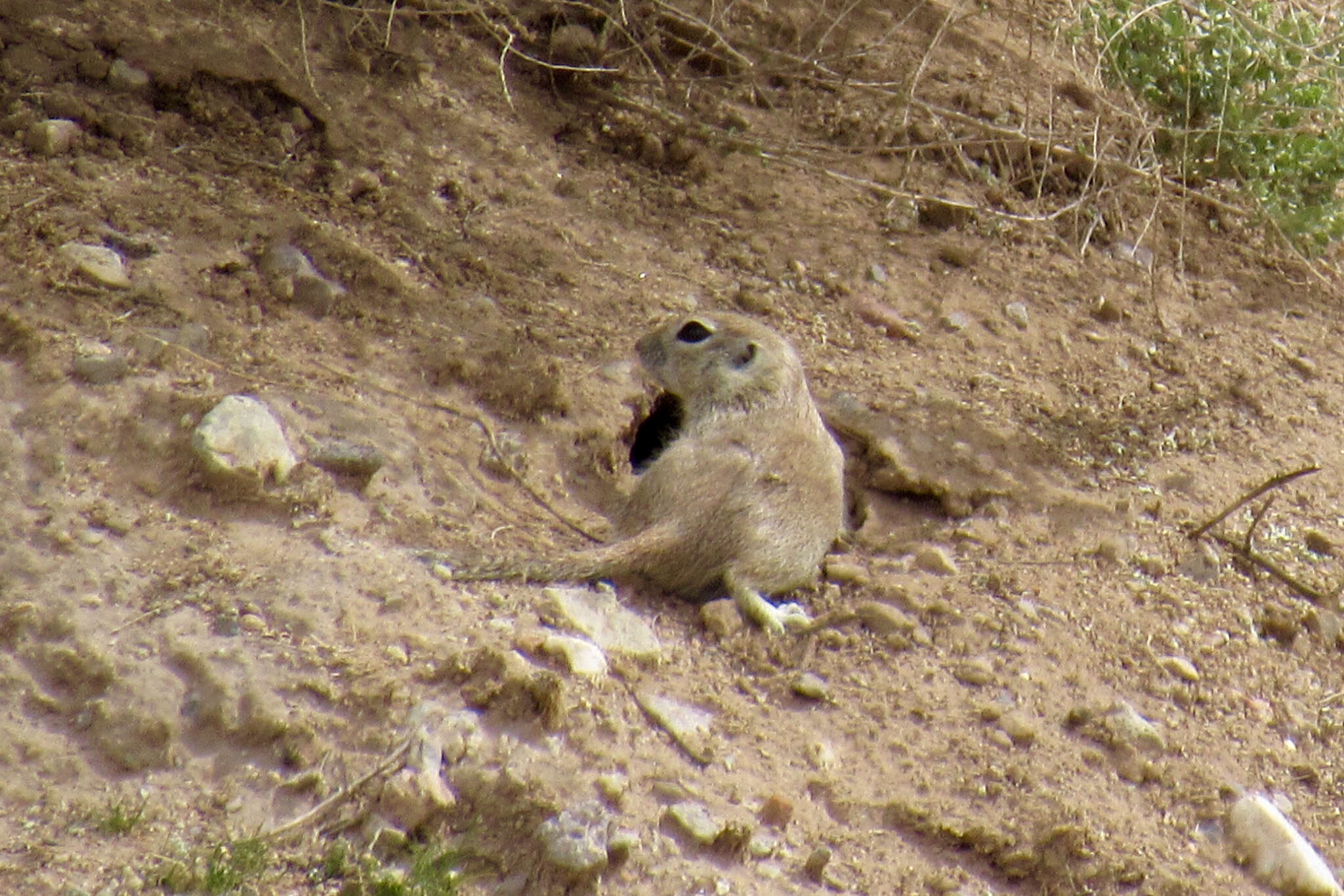 Image of Xerospermophilus Merriam 1892