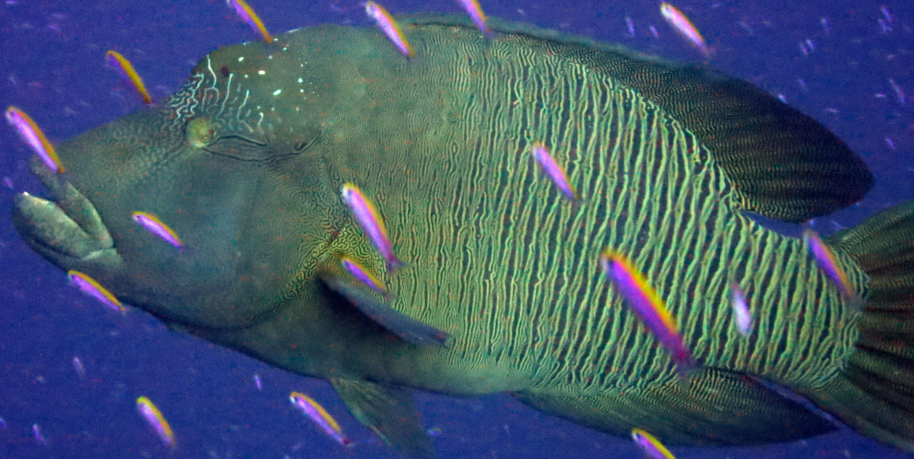 Image of Giant Wrasse