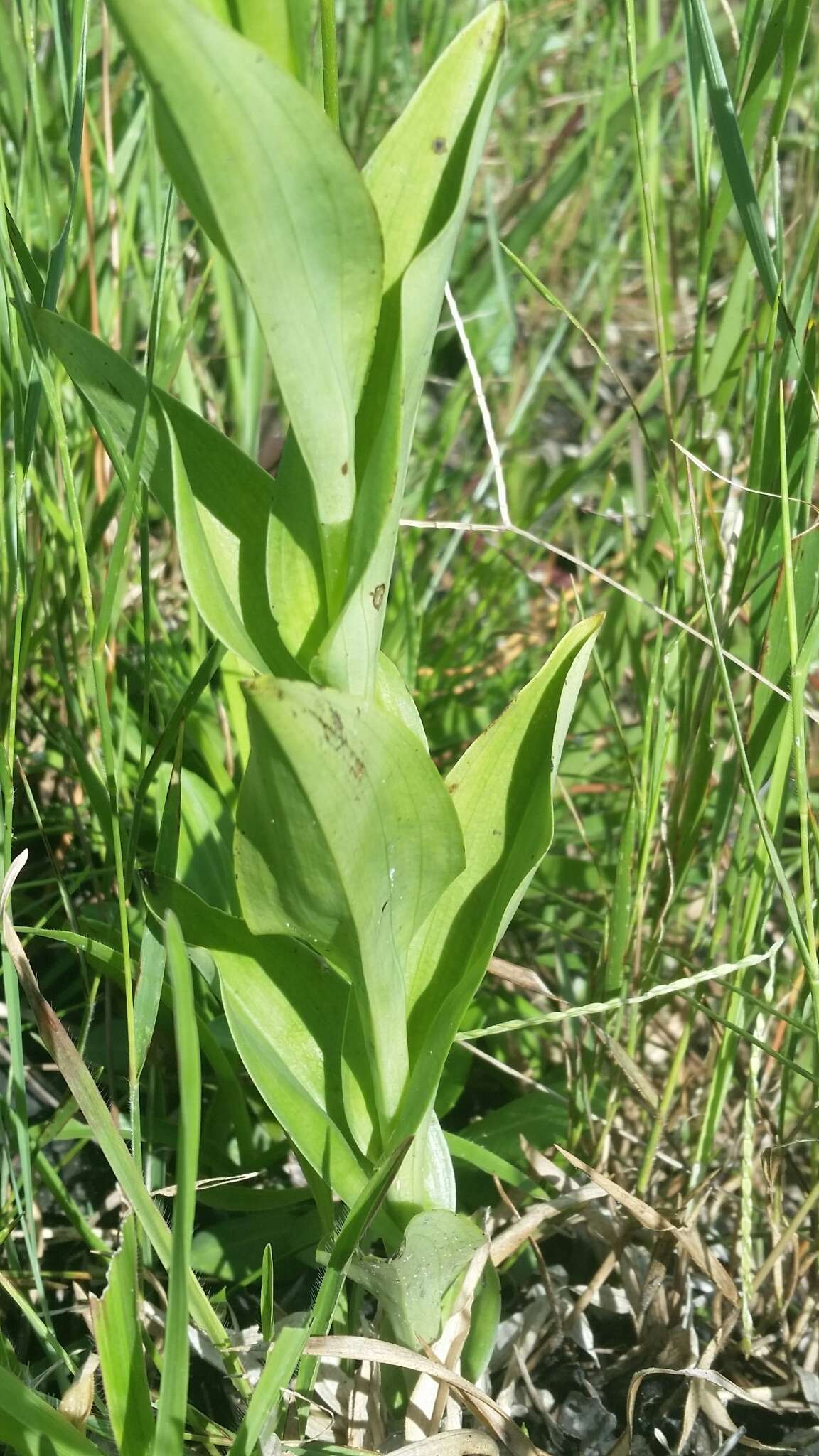 Habenaria macroceratitis Willd.的圖片