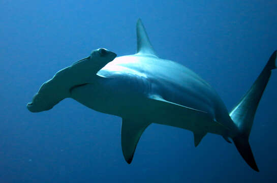 Image of Scalloped Hammerhead