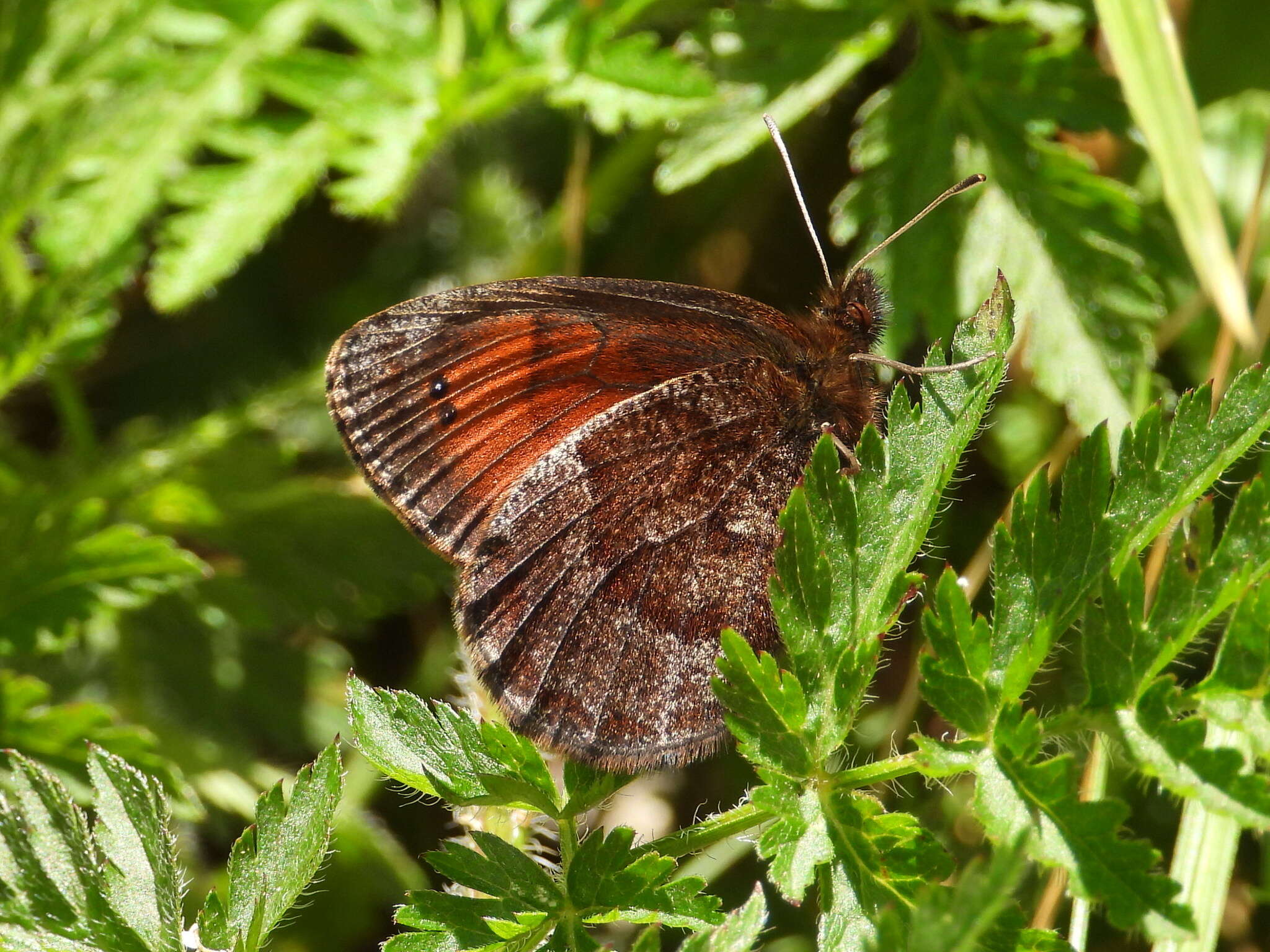 Image of Water Ringlet