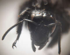 Image of Bombus morio (Swederus 1787)