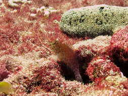 Image of Coral Hawkfish