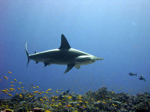 Image of Scalloped Hammerhead