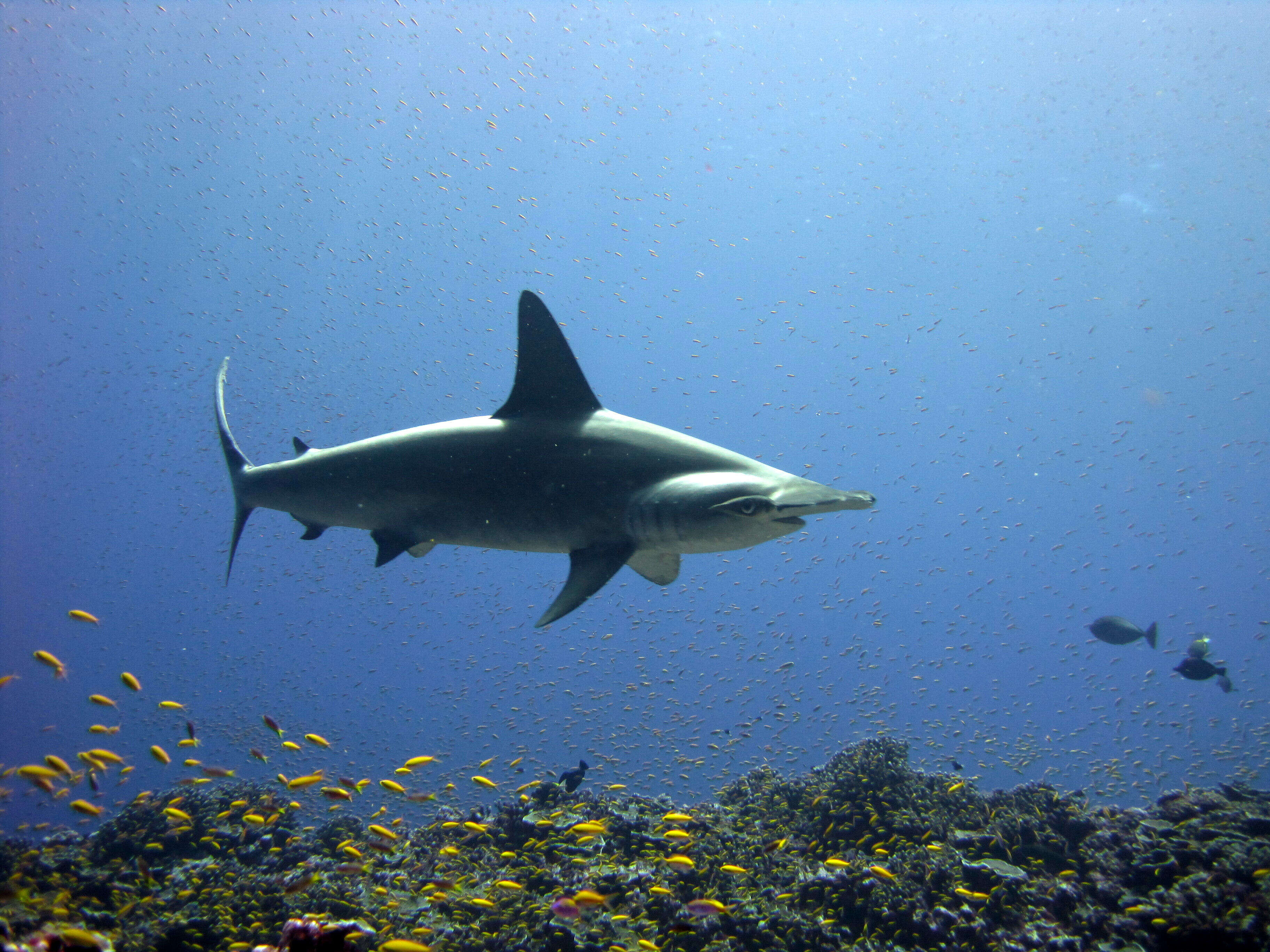 Image of Scalloped Hammerhead