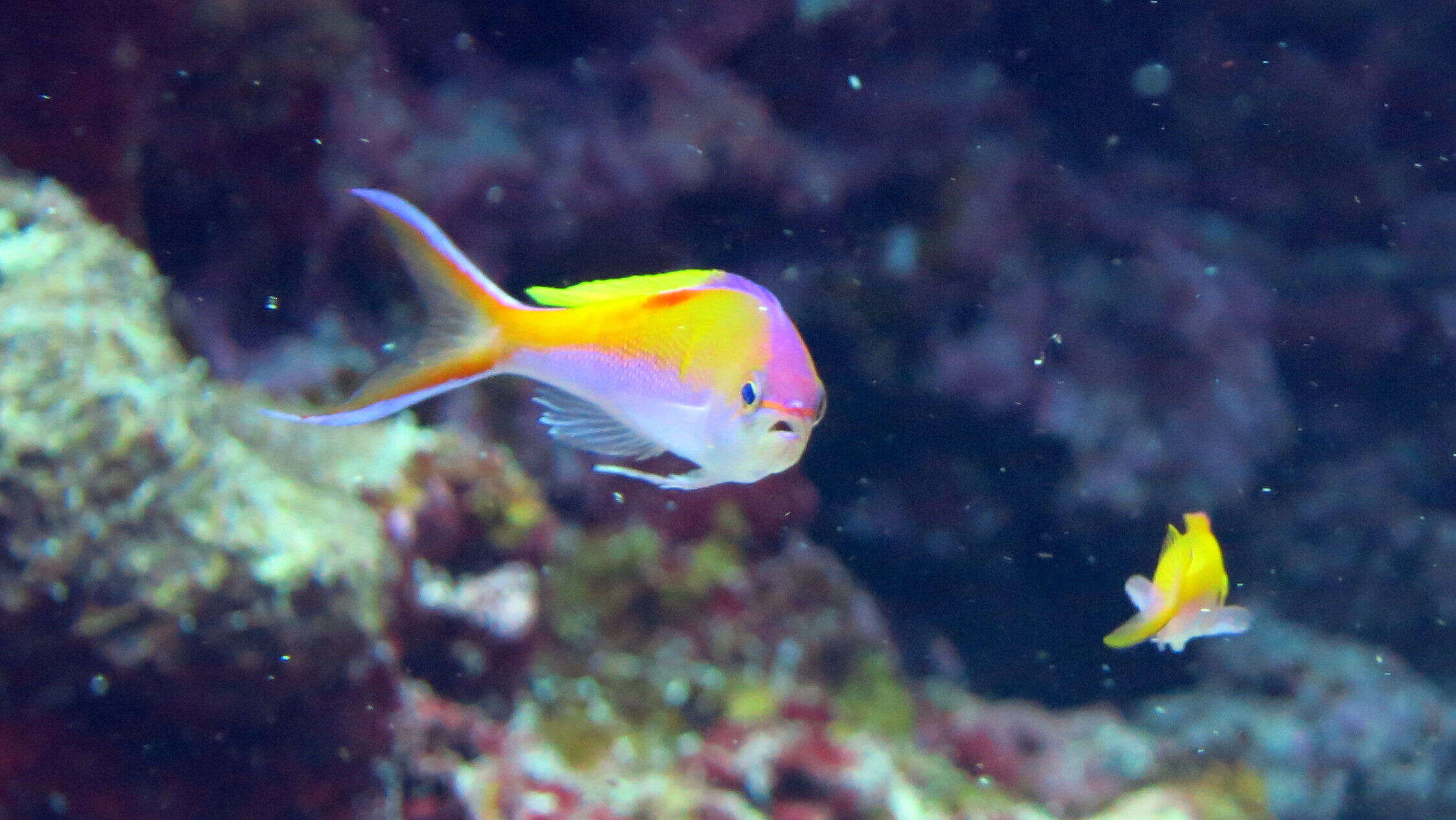 Image of Pseudanthias bartlettorum (Randall & Lubbock 1981)