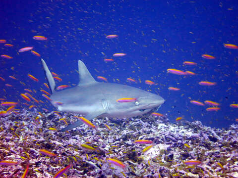 Image of Gray Reef Shark