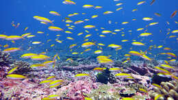 Image of bicolor anthias