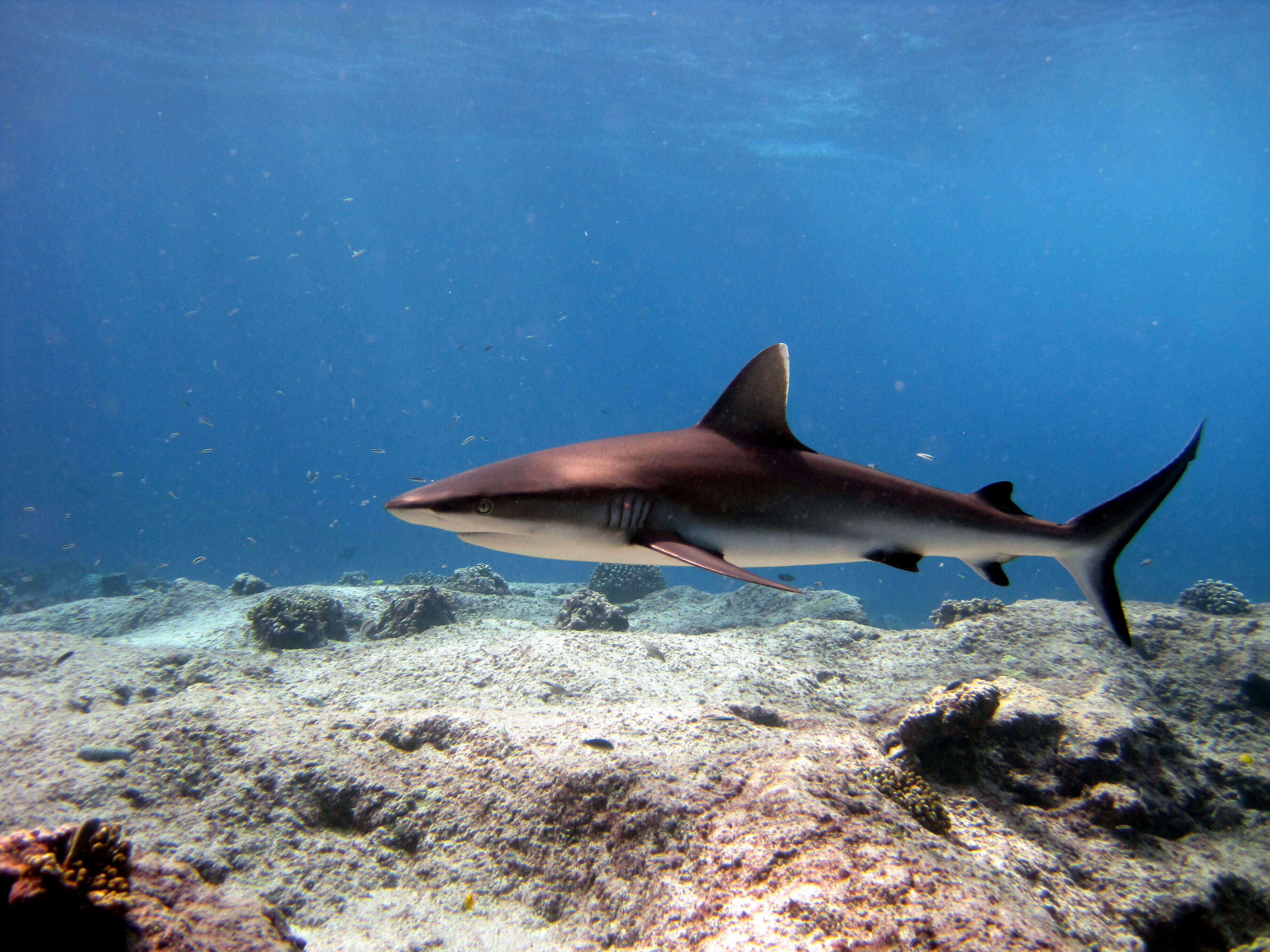 Image of Gray Reef Shark