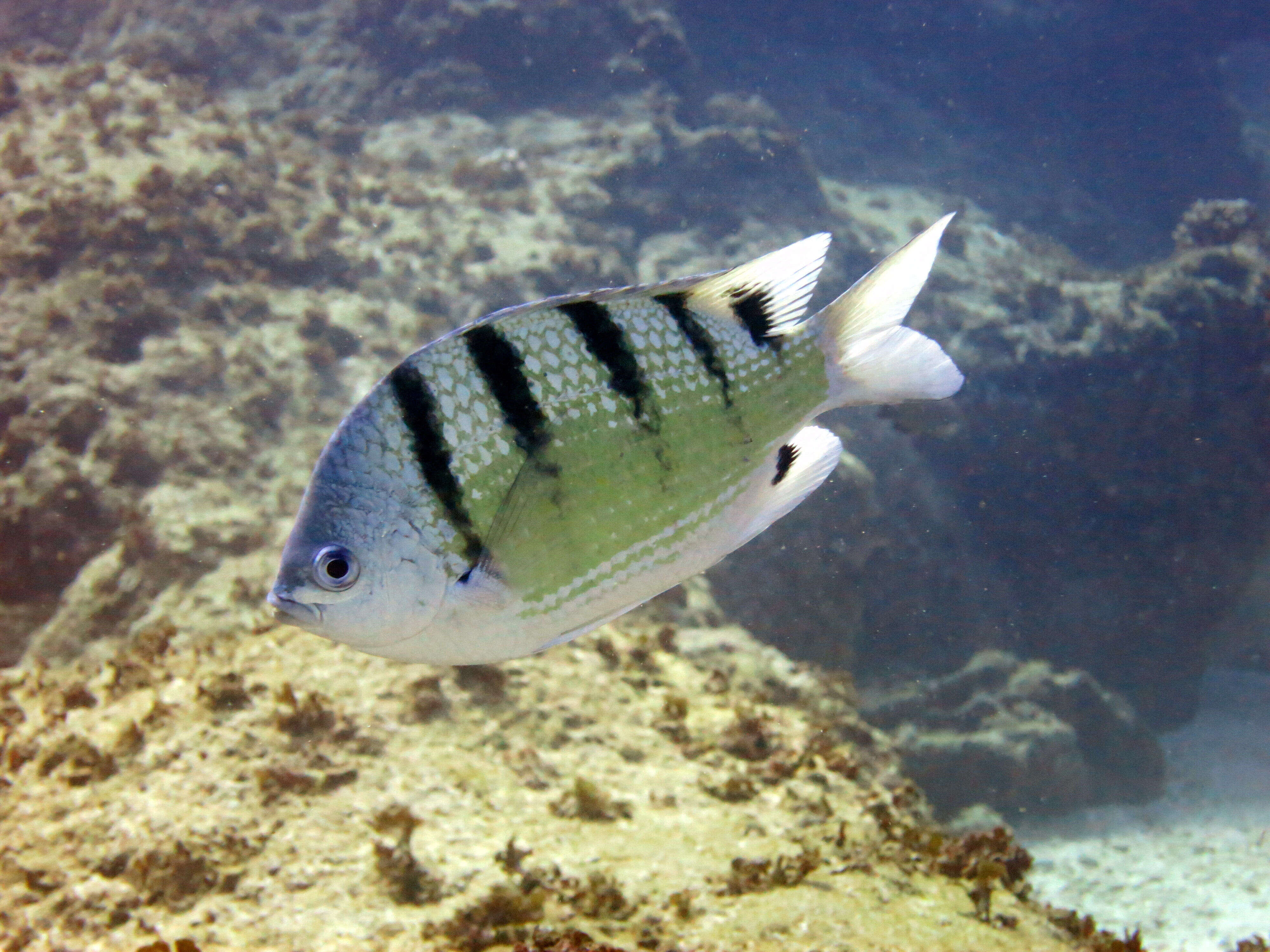 Image of Banded damselfish