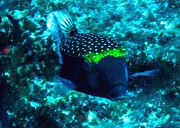 Image of Spotted boxfish