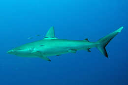 Image de Requin des Galapagos