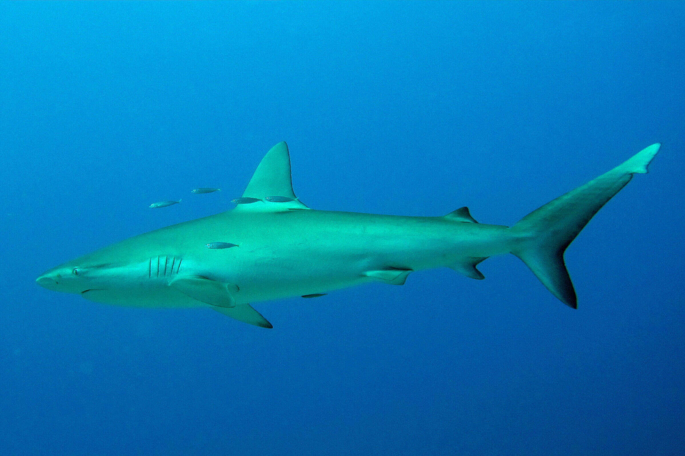 Image of Galapagos Shark