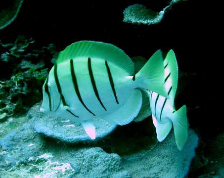 Image of Convict Surgeonfish