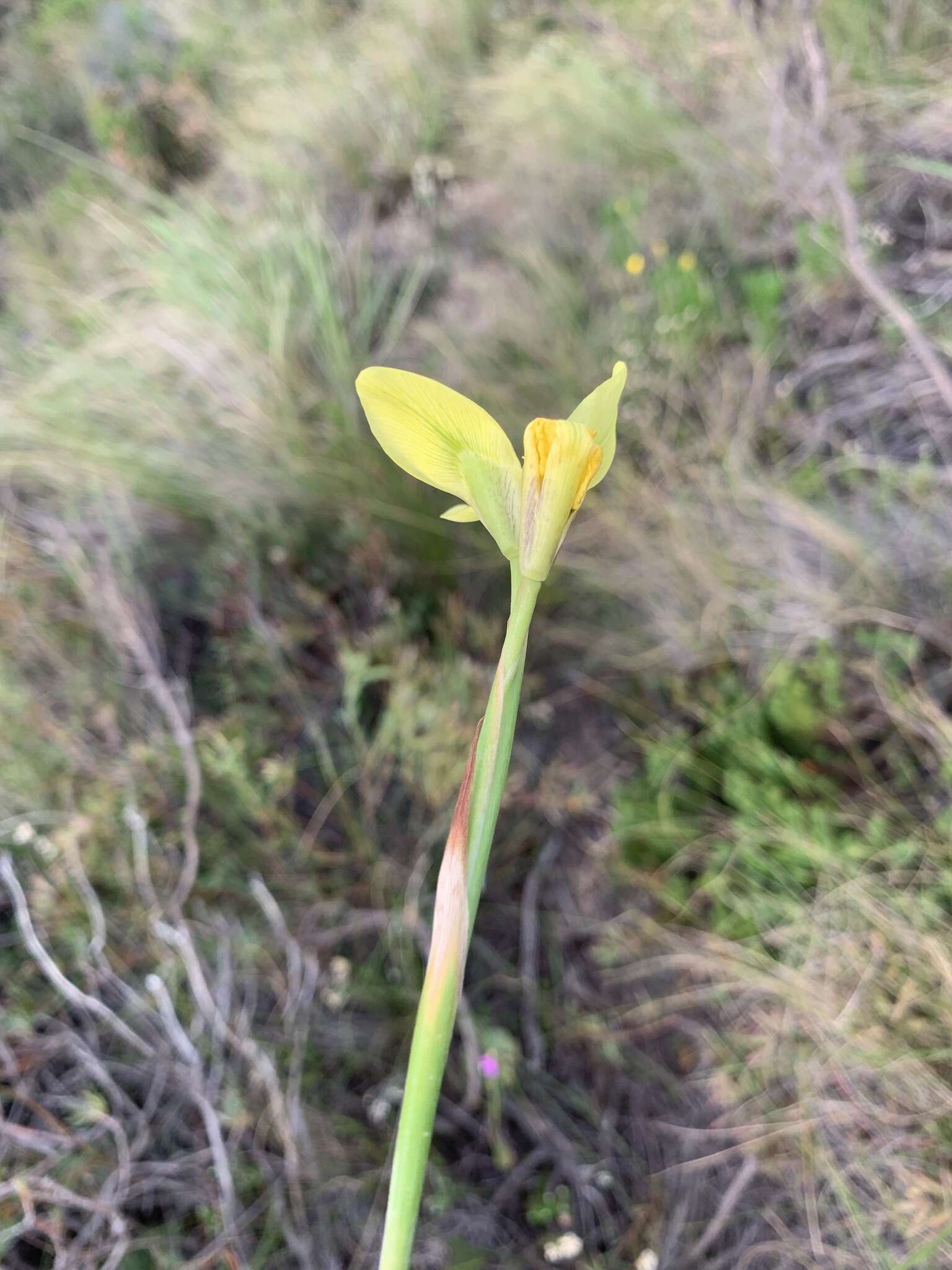 Image of Moraea bellendenii (Sweet) N. E. Br.