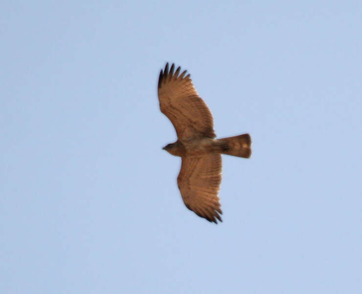 Image of Short-toed Eagle