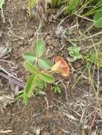 Image of Argyrolobium rotundifolium