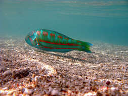 Image of Parrotfish