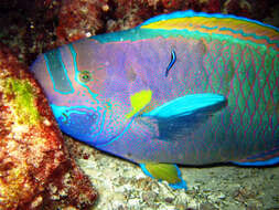 Image of Spectacled Parrotfish