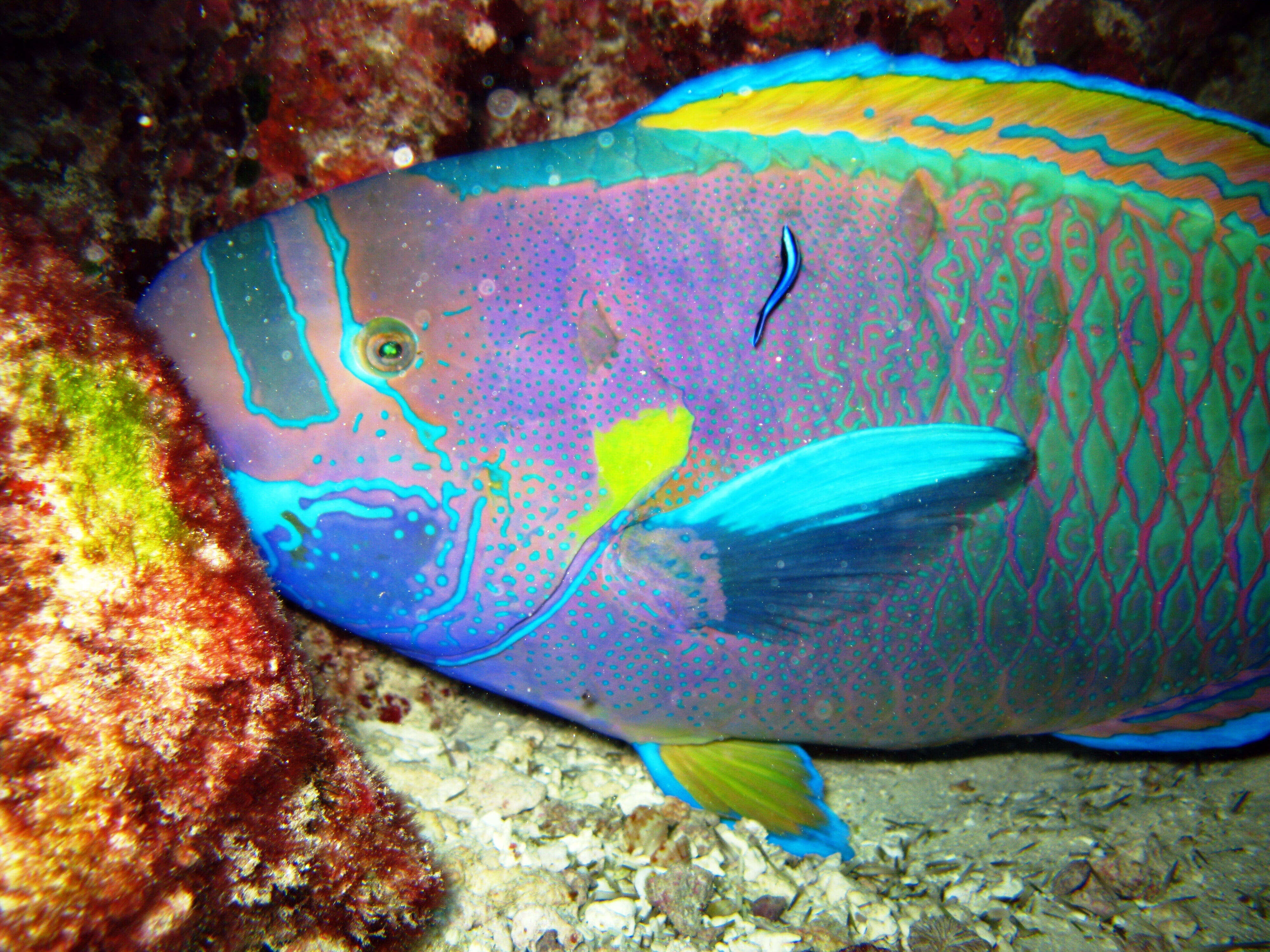 Image of Spectacled Parrotfish