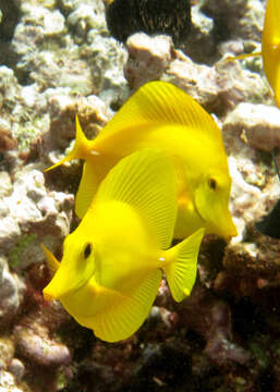 Image of Lemon Sailfin