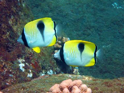 Image of Limespot Butterflyfish