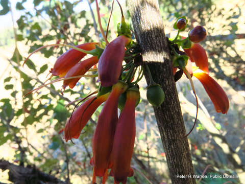 Imagem de Halleria lucida L.