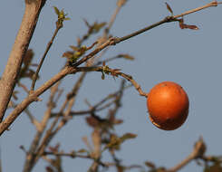 Plancia ëd Loganiaceae