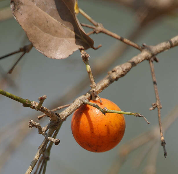 صورة جوز مقيء