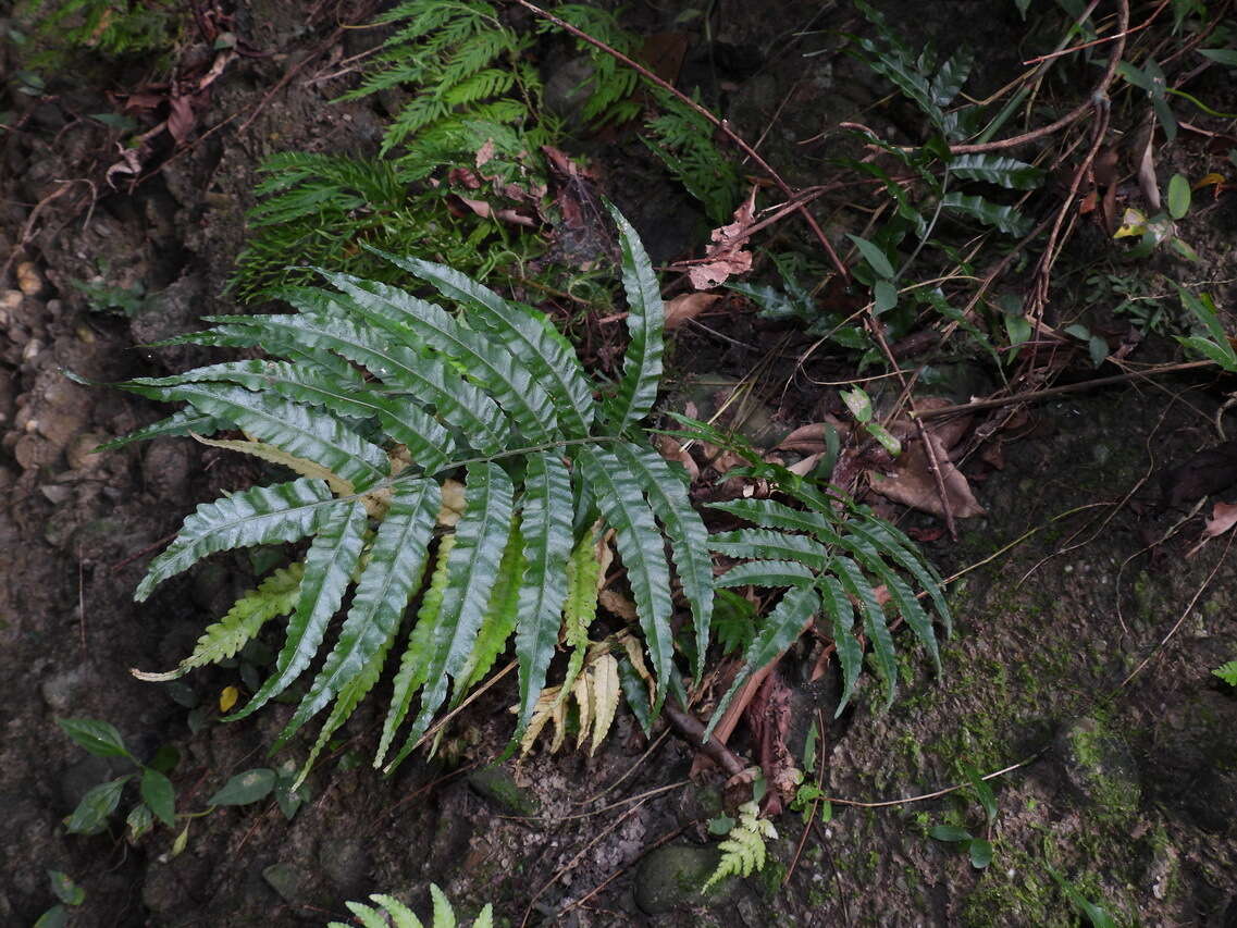 Plancia ëd Bolbitis angustipinna (Hayata) Itô