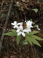 Image of Pinnate Coralroot