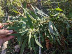 Image of Hakea florulenta Meissner