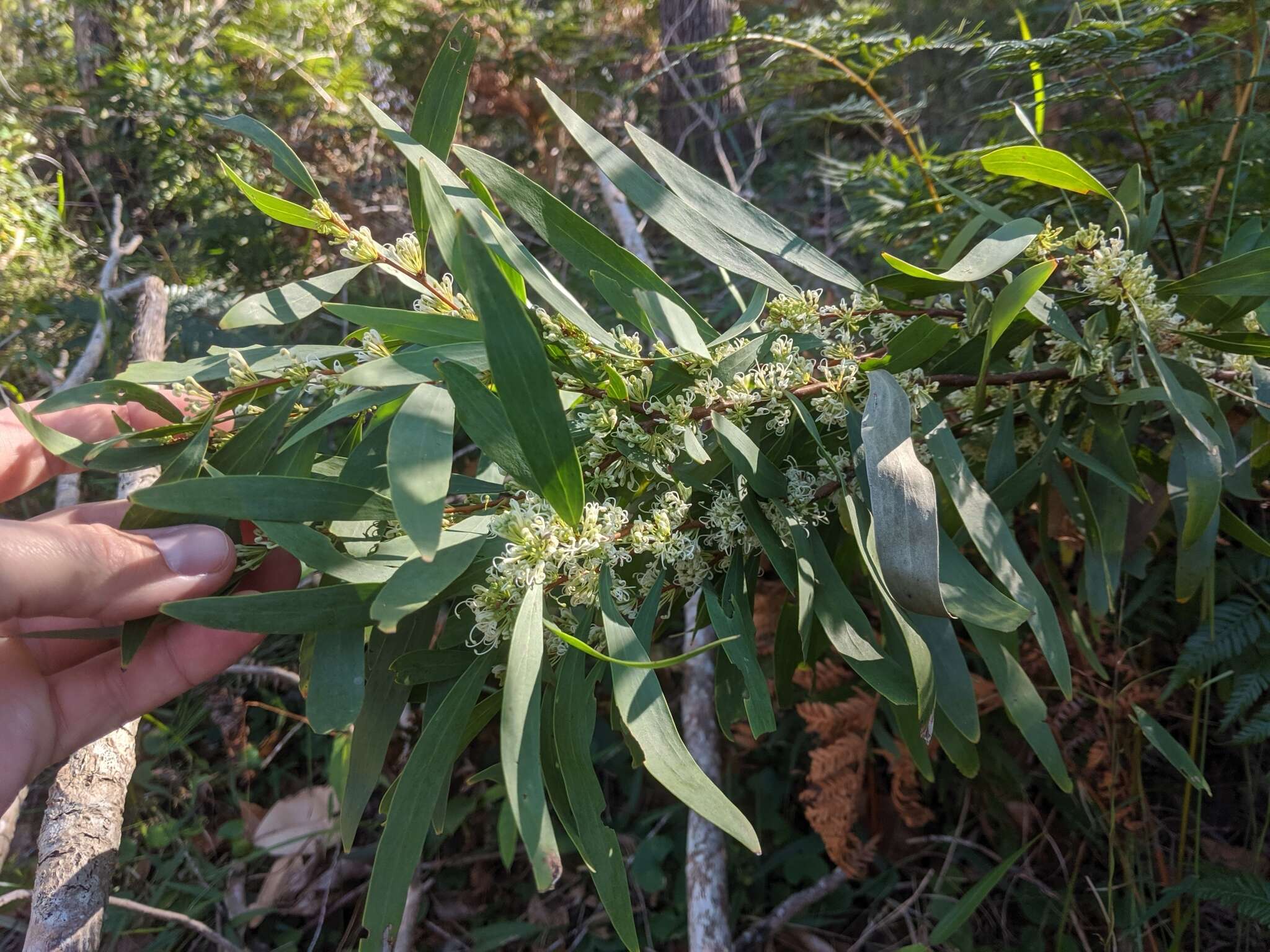 Image of Hakea florulenta Meissner