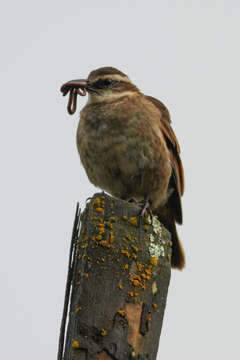 Image of Stout-billed Cinclodes