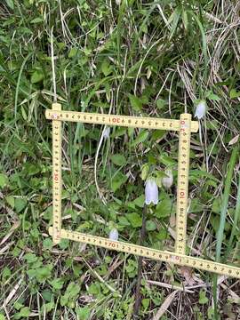 Image of Campanula punctata var. punctata