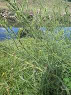 Plancia ëd Cirsium creticum (Lam.) D' Urv.