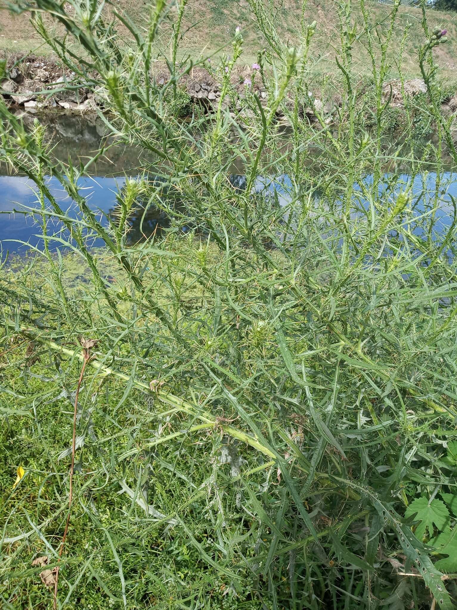 Plancia ëd Cirsium creticum (Lam.) D' Urv.