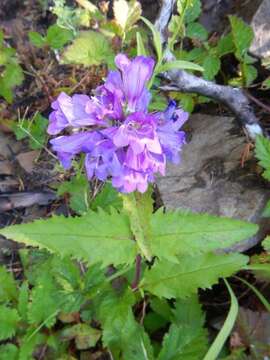 Image of serrulate penstemon