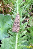 Image of celery stalkworm