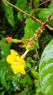 Mandevilla rugellosa (Rich.) L. Allorge-Boiteau resmi