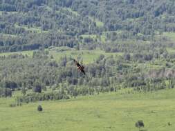 Image of Asian Imperial Eagle