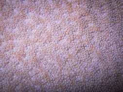 Image of Encrusting Sandpaper Coral