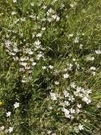 Image of Douglas' meadowfoam