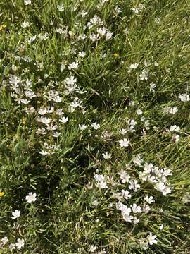 Imagem de Limnanthes douglasii subsp. rosea (Hartw. ex Benth.) C. T. Mason