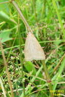 Image of Udea lutealis