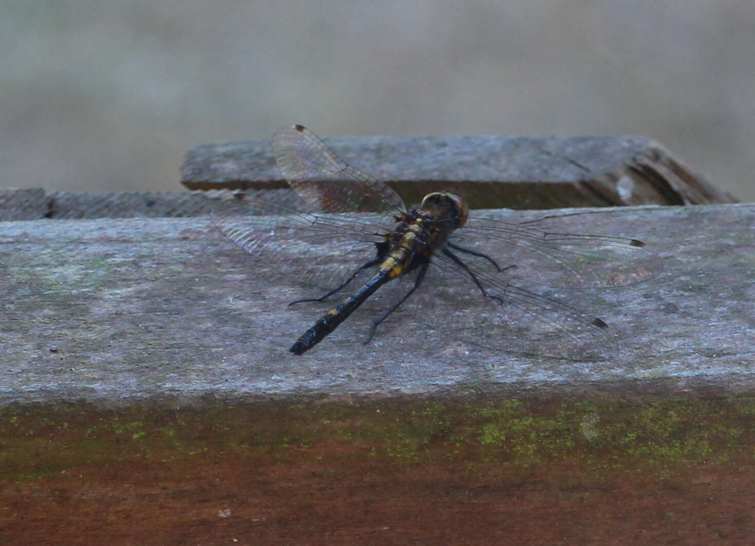 Leucorrhinia intacta (Hagen 1861) resmi