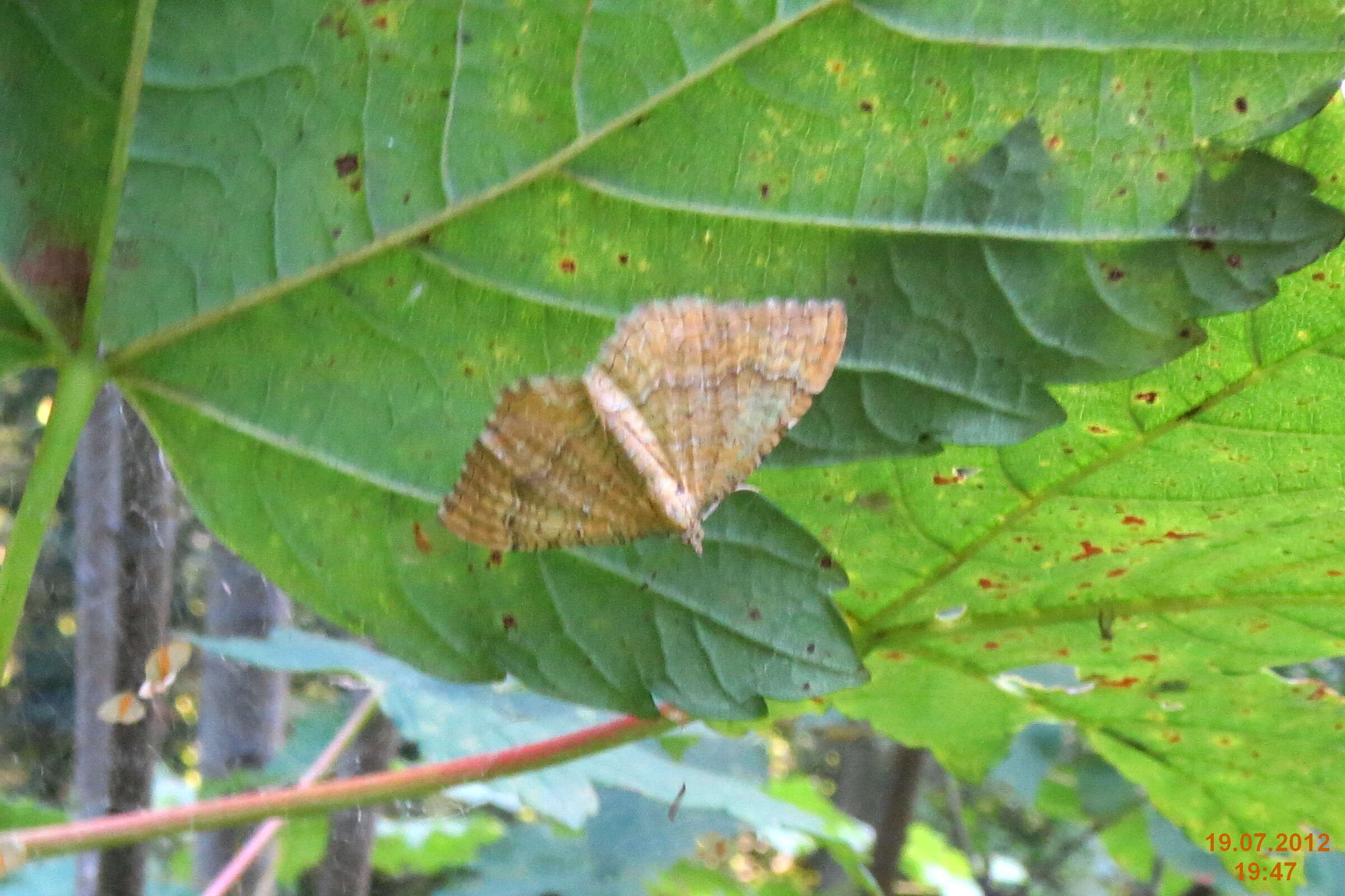 Image of Camptogramma bilineata