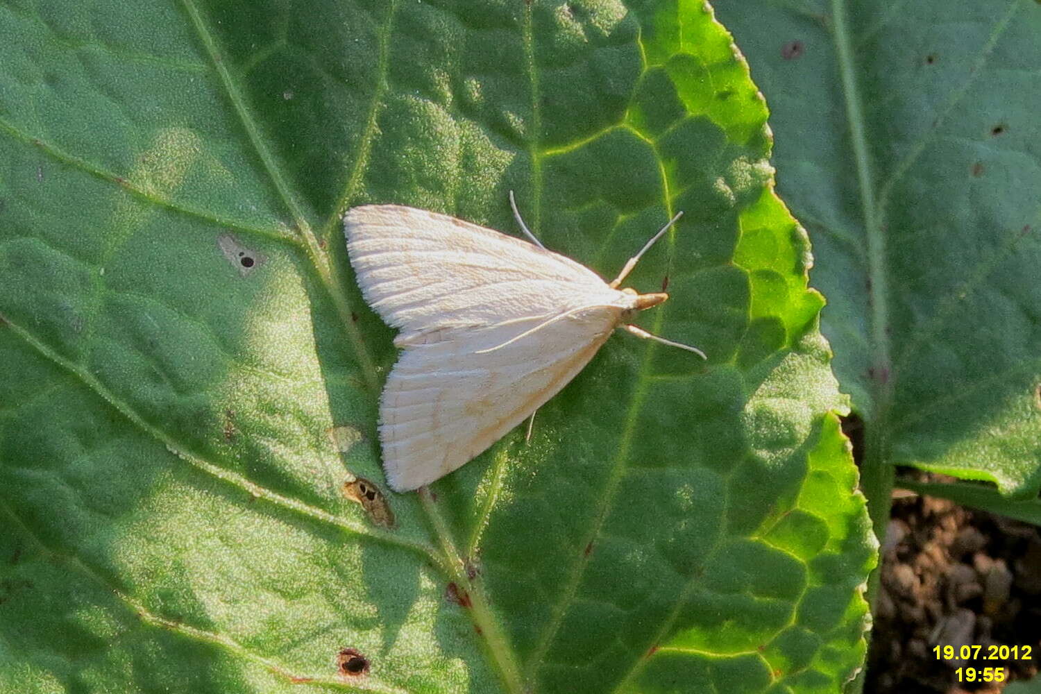 Image of Udea lutealis