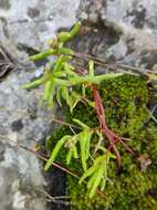 Sivun Sedum microcarpum (Sibth. & Sm.) S. Schönland kuva