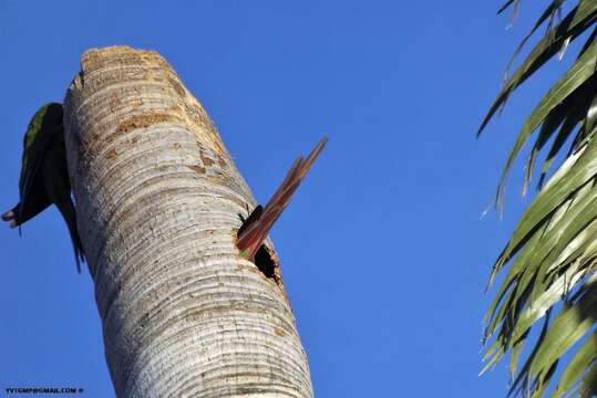 Image of Chestnut-fronted Macaw